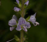 Common gypsyweed